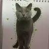 29imogenjohnson - @chowpug - TikTok