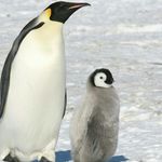imogen johnson - @penguinsare_awesome - Instagram