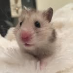 Imogen Miller - @imogenmillerhamster - Instagram