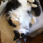 Imogen, Princess of the House - @the_princess_imogen - Instagram