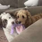 Imogen Russell - Facebook