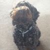 Imogen Stevens  - @itz_immy_xoxo - TikTok
