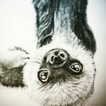 Imogen Butler - @dancetailfeather - Instagram