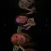 Imogen Dixon - @heremeoutaccount - TikTok