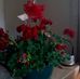 Imogene Frank - Facebook