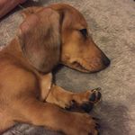 Imogen Sharp - @arladog - Instagram