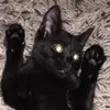 Imogen Singleton  - @thecatlover110 - TikTok