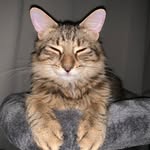 Imran Charles - @imranthecat - Instagram