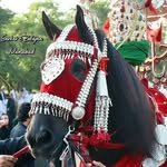 Imran Jaffri - @sarkar_e_zuljinah_islamabad - Instagram
