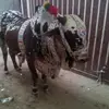 Imran Jawed - @imranjawed76 - TikTok