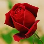 Imran Akhtar - @imran.khawar.9277 - Instagram