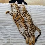 Imran Lee - @imran.lee.353 - Instagram