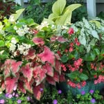 Tina Copeland Krigbaum - @mygardengreenhouse - Instagram