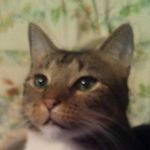 Gina Eaton - @this_is_a_cat76 - Instagram