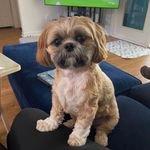Tina Manning - @bean_rules_the_world - Instagram