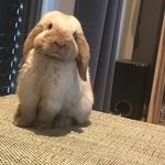 Ina Meyer - @schlappohren_vom_nordufer - Instagram