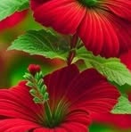Ina Rose - Facebook