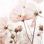 Jeanne Ina-Rose Stæhr Pedersen - @_ina_rose_ - Instagram
