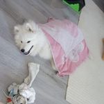 Inari rossi - @inarirossi - Instagram
