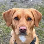 Tina Schreiber - @lenis_doglife - Instagram