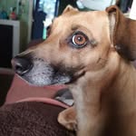 Tina Schreiber - @hotininhadog - Instagram