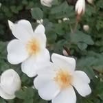 Ina Wittig - @inaschroeder247 - Instagram
