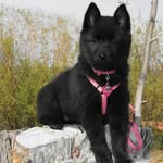 Tina Schroeder - @avantifarms - Instagram