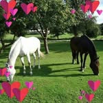 Ina Schultz - @freizeitreiten_an_der_ostsee - Instagram
