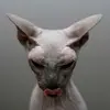 Smudge - @inaschultz8 - TikTok