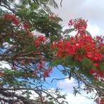 Ina Souza - Facebook