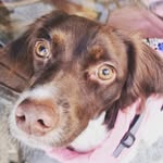@luna.springerina - Instagram