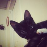 Tina Stancil - @motochosenterrific - Instagram