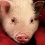 Titus 🐽 - @titusinablanket - Instagram