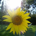 Tina Wilcox - @tinawilcox3242 - Instagram