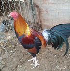 Indalecio Chavez - Facebook