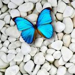 Inder Grover - Facebook