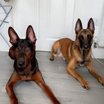 India Freeman - @india.freeman.k9s - Instagram
