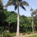 Arvind Soni - @india_greeners.leauge - Instagram