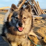@india.le.pomsky - Instagram