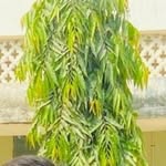 Ameer Goun Sakra - @indiamesakra - Instagram