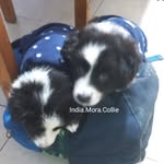 🐾🐾 - @india.mora.collie - Instagram