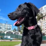 india 🐾 - @india_moraavila - Instagram