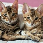 India & Morgan - @i.m.bengal - Instagram