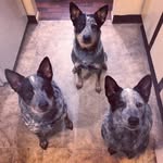 India & Porter & Allison - @new_mexico_blues - Instagram