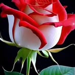India Rojas - Facebook