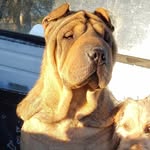 ℹndi🅰️.SharPei - @indiasharpei - Instagram