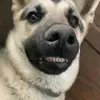 India 🐾 The German Shepherd - @indiathegermanshepherd - TikTok