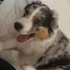 indiaussieshepherd - @indiaussieshepherd - TikTok