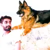 Tiger-indian$hepherd - @indian_shepherd - TikTok