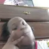 lay - @indiatate2 - TikTok